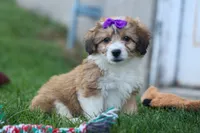 NELLY, a female Pembroke Welsh Corgi and Poodle - Miniature  for sale in Baltic, OH – 7 of 10
