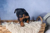 ANGEL, a female Miniature Pinscher for sale in Baltic, OH – Photo 8 of 9