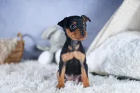 ANGEL, a female Miniature Pinscher for sale in Baltic, OH – Photo 5 of 9