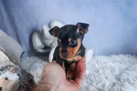 ANGEL, a female Miniature Pinscher for sale in Baltic, OH – Photo 6 of 9