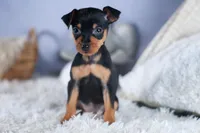 ANGEL, a female Miniature Pinscher for sale in Baltic, OH – Photo 3 of 9