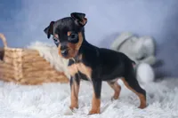 ANGEL, a female Miniature Pinscher for sale in Baltic, OH – Photo 1 of 9
