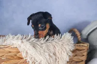 ANGEL, a female Miniature Pinscher for sale in Baltic, OH – Photo 2 of 9