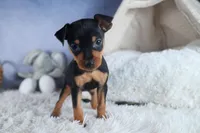 ANGEL, a female Miniature Pinscher for sale in Baltic, OH – Photo 7 of 9