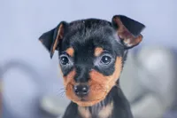 ANGEL, a female Miniature Pinscher for sale in Baltic, OH – Photo 4 of 9