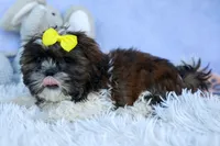 RUBBLE, a male Shih Tzu for sale in Baltic, OH – 4 of 10