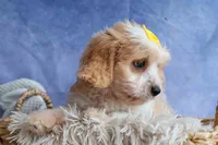 RUBY, a female Cavachon for sale in Baltic, OH – 7 of 10