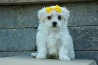 PEBBLES, a female Maltese for sale in Baltic, OH – 4 of 10