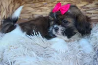 STELLA, a female Shih Tzu for sale in Baltic, OH – 6 of 10
