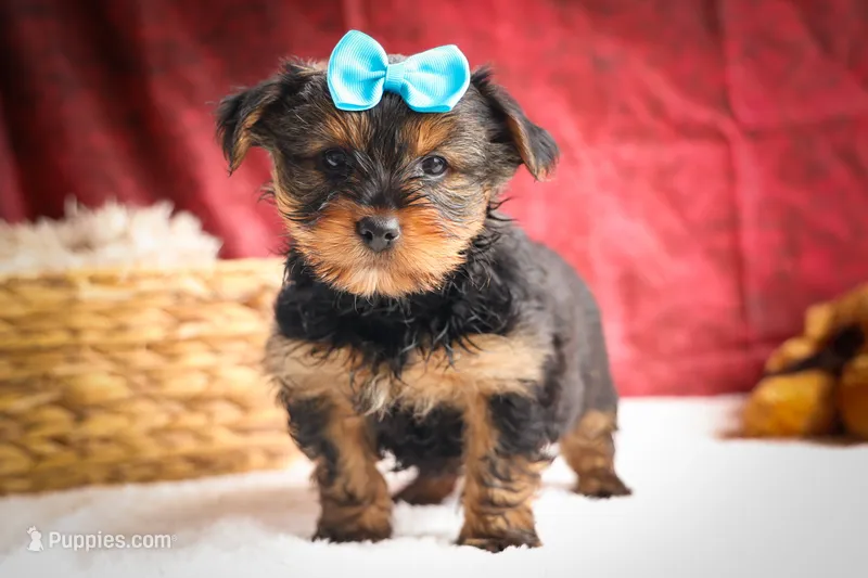 DEXTER – Yorkshire Terrier puppy for sale in Baltic, OH