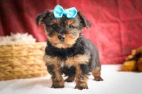 DEXTER, a male Yorkshire Terrier for sale in Baltic, OH – 1 of 10