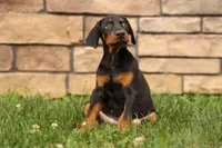 DAisy, a female Doberman Pinscher for sale in Baltic, OH – 3 of 9