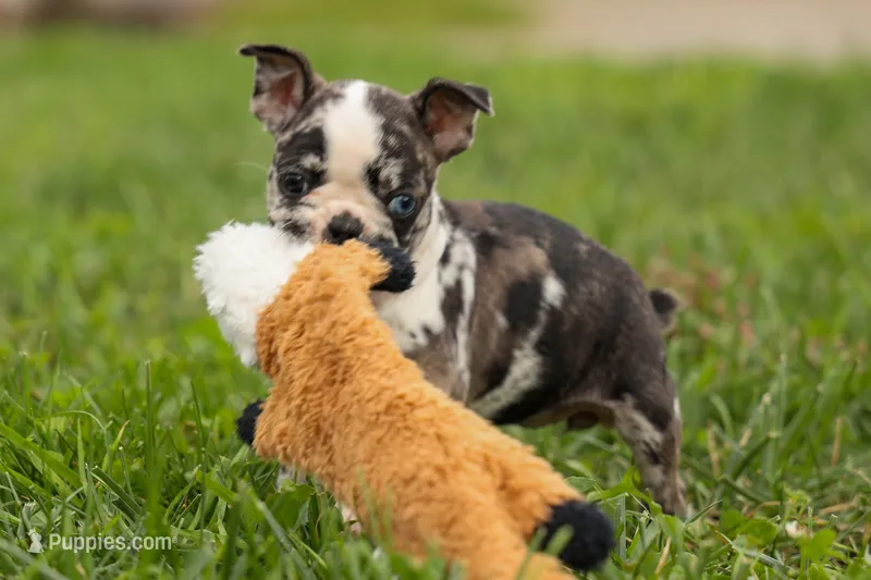 BRANDY – Frenchton puppy for sale in Baltic, OH