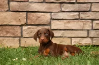 DUKE, a male Doberman Pinscher for sale in Baltic, OH – 5 of 10