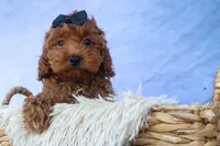 ROMEO, a male Cavapoo for sale in Baltic, OH – 2 of 10