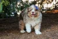 LEO, a male Miniature American Shepherd for sale in Baltic, OH – 10 of 10