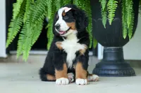 SADIE, a female Bernese Mountain Dog for sale in Baltic, OH – 9 of 10
