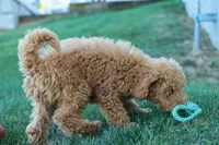 MAX, a male Miniature Goldendoodle for sale in Baltic, OH – 2 of 10