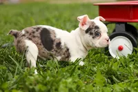 BELLA, a female Frenchton for sale in Baltic, OH – 9 of 10