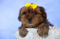RANDY, a male Shorkie for sale in Baltic, OH – 2 of 9
