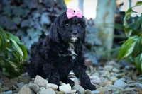 BELLA, a female Cavapoo for sale in Baltic, OH – 8 of 10