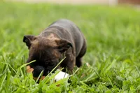 BETZY, a female Frenchton for sale in Baltic, OH – 6 of 9