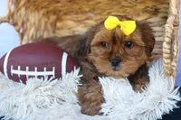RANDY, a male Shorkie for sale in Baltic, OH – 1 of 9
