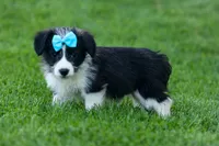 NELSON, a male Pembroke Welsh Corgi and Poodle - Miniature  for sale in Baltic, OH – 7 of 10
