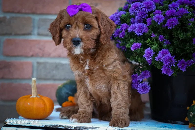 RUSTY – Cavapoo puppy for sale in Baltic, OH