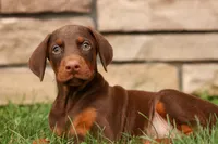 DUKE, a male Doberman Pinscher for sale in Baltic, OH – 3 of 10