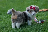 NANCY, a female Pembroke Welsh Corgi and Poodle - Miniature  for sale in Baltic, OH – 8 of 10