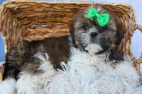 RUSTY, a male Shih Tzu for sale in Baltic, OH – 6 of 10