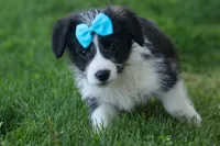 NELSON, a male Pembroke Welsh Corgi and Poodle - Miniature  for sale in Baltic, OH – 6 of 10