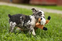 BRANDY, a female Frenchton for sale in Baltic, OH – 10 of 10