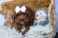 RHODA, a female Cavapoo for sale in Baltic, OH – 7 of 10