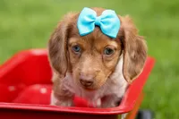 OLIVER, a male Miniature Dachshund for sale in Baltic, OH – 8 of 10