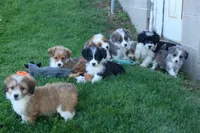 NELSON, a male Pembroke Welsh Corgi and Poodle - Miniature  for sale in Baltic, OH – 2 of 10