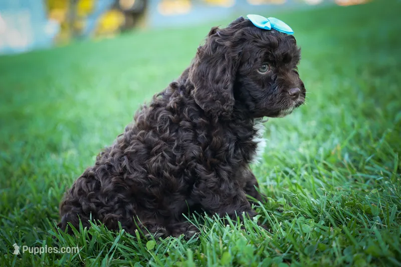 COCO – Cavapoo puppy for sale in Baltic, OH
