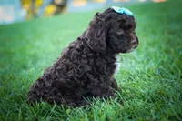 COCO, a male Cavapoo for sale in Baltic, OH – 1 of 10