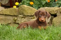 DIXIE, a female Doberman Pinscher for sale in Baltic, OH – 4 of 10