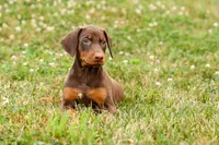 DIXIE, a female Doberman Pinscher for sale in Baltic, OH – 10 of 10