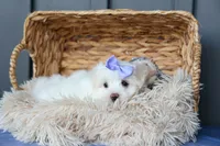 PENNY, a female Maltese for sale in Baltic, OH – 3 of 10
