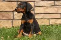 DAisy, a female Doberman Pinscher for sale in Baltic, OH – 4 of 9