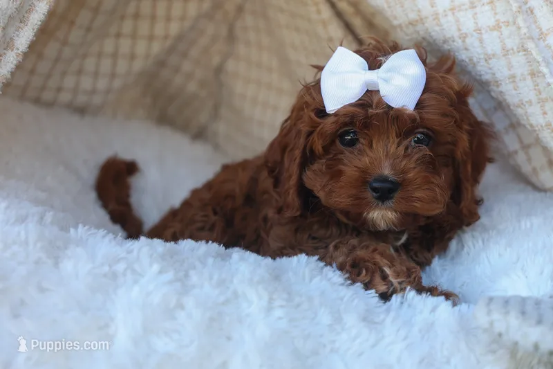 RHODA – Cavapoo puppy for sale in Baltic, OH