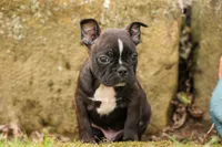 BUDDY, a male Frenchton for sale in Baltic, OH – 7 of 10