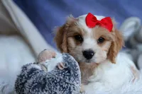 ROSCOE, a male Cavachon for sale in Baltic, OH – 3 of 10