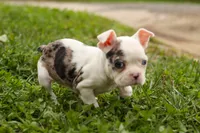 BELLA, a female Frenchton for sale in Baltic, OH – 10 of 10