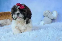 RACHEL, a female Shih Tzu for sale in Baltic, OH – 4 of 10