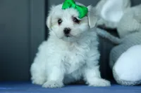 PACO, a male Maltese for sale in Baltic, OH – 2 of 9