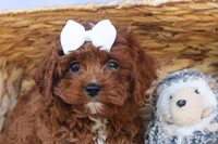 RHODA, a female Cavapoo for sale in Baltic, OH – 8 of 10